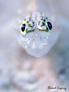 Special focus, just for its eyes :-) by Raoul Caprez 